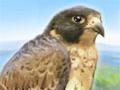Oyunu Brave falcon