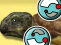 Oyunu Turtle Care
