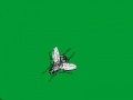Oyunu Swatter