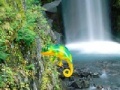 Oyunu Colorful Chameleon Sniper