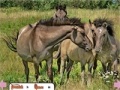 Oyunu Hidden Rings Horses