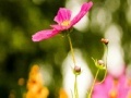 Oyunu My flowers Hidden Letters