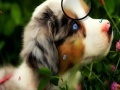 Oyunu Faboulous Animals Hidden Numbers