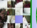 Oyunu Sweet White Cat Slide Puzzle