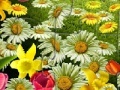 Oyunu Nature Flowers Puzzle