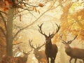 Oyunu Nature Photography - Find the Numbers