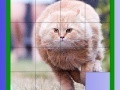 Oyunu Fat Cat Slide Puzzle