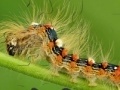 Oyunu Caterpillar