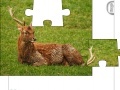 Oyunu Jigsaw: Young Deer
