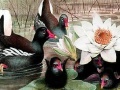 Oyunu Black swans and lotus puzzle