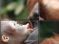 Oyunu Orangutan Baby Slider Puzzle 