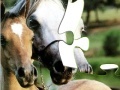 Oyunu Horses Puzzle