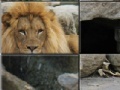 Oyunu African Lion Slider Puzzle