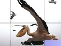 Oyunu Flying pelicans slide puzzle
