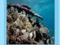 Oyunu Coral reef jigsaw