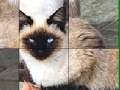 Oyunu Blue Eyed Cats Slide Puzzle