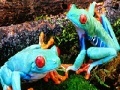 Oyunu Blue frogs slide puzzle