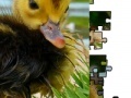 Oyunu Jigsaw: Little Duckling 