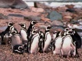 Oyunu Penguin Jigsaw