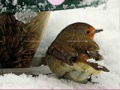 Oyunu Little Bird And Snow Puzzle 