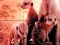 Oyunu Little shy meerkat family slide puzzle