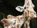 Oyunu Cute giraffes slide puzzle