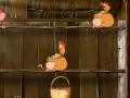 Oyunu Chickens of Ryaby