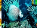 Oyunu Turquoise ocean fish puzzle