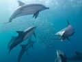 Oyunu Sea bubbles 5 differences 