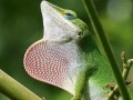 Oyunu Wild big chameleon puzzle