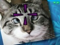Oyunu Funny Cats