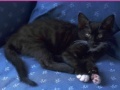 Oyunu Jigsaw World: Kittens