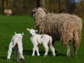 Oyunu Jigsaw: Sheep And Lamb