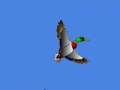 Oyunu I just seen a duck 