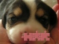 Oyunu Cute puzzle: Puppy