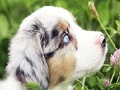 Oyunu Best dog slide puzzle