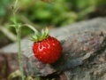 Oyunu Strawberry puzzle 