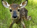 Oyunu Baby Fawn Jigsaw
