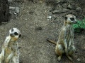 Oyunu Jigsaw: Two meerkats