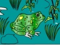 Oyunu Frog Coloring