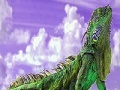 Oyunu Puzzle: Lizard