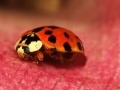 Oyunu Jigsaw: Pink Plant Ladybug