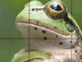 Oyunu Sweet Green Frog Slide Puzzle