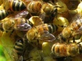 Oyunu Honeycomb - Hidden Bees