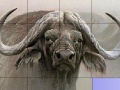 Oyunu Slide Puzzle: Buffalo 