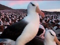 Oyunu Slide Puzzle: Seagull 