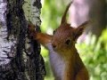 Oyunu Cute squirrels slide puzzle