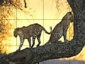 Oyunu Big wild cats slide puzzle