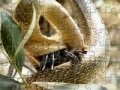 Oyunu Snakes Eating Jigsaw