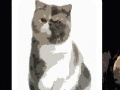 Oyunu Cute cats - memory matching